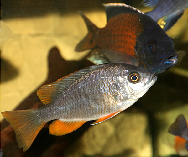 Copadichromis borleyi red fin Kadango